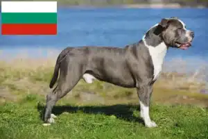 Read more about the article Criadores de Staffordshire Bull Terrier e cachorros na Bulgária