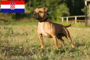 Read more about the article Criadores de Staffordshire Bull Terrier e cachorros na Croácia