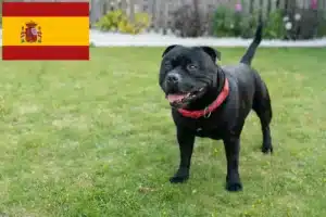 Read more about the article Criadores e cachorros de Staffordshire Bull Terrier em Espanha