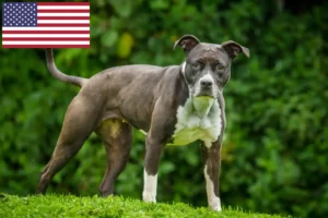 Read more about the article Criadores e cachorros de Staffordshire Bull Terrier nos EUA