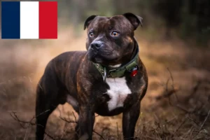Read more about the article Criadores e cachorros de Staffordshire Bull Terrier em França
