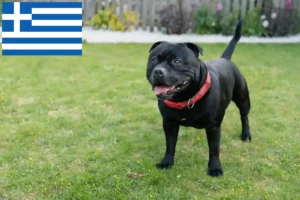 Read more about the article Criadores de Staffordshire Bull Terrier e cachorros na Grécia
