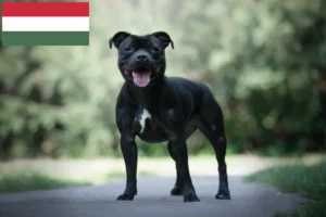 Read more about the article Criadores de Staffordshire Bull Terrier e cachorros na Hungria