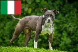 Read more about the article Criadores e cachorros de Staffordshire Bull Terrier em Itália