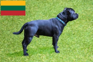 Read more about the article Criadores de Staffordshire Bull Terrier e cachorros na Lituânia