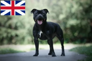 Read more about the article Criadores e cachorros de Staffordshire Bull Terrier no Reino Unido