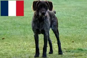 Read more about the article Criadores de Stichelhaar alemão e cachorros em França