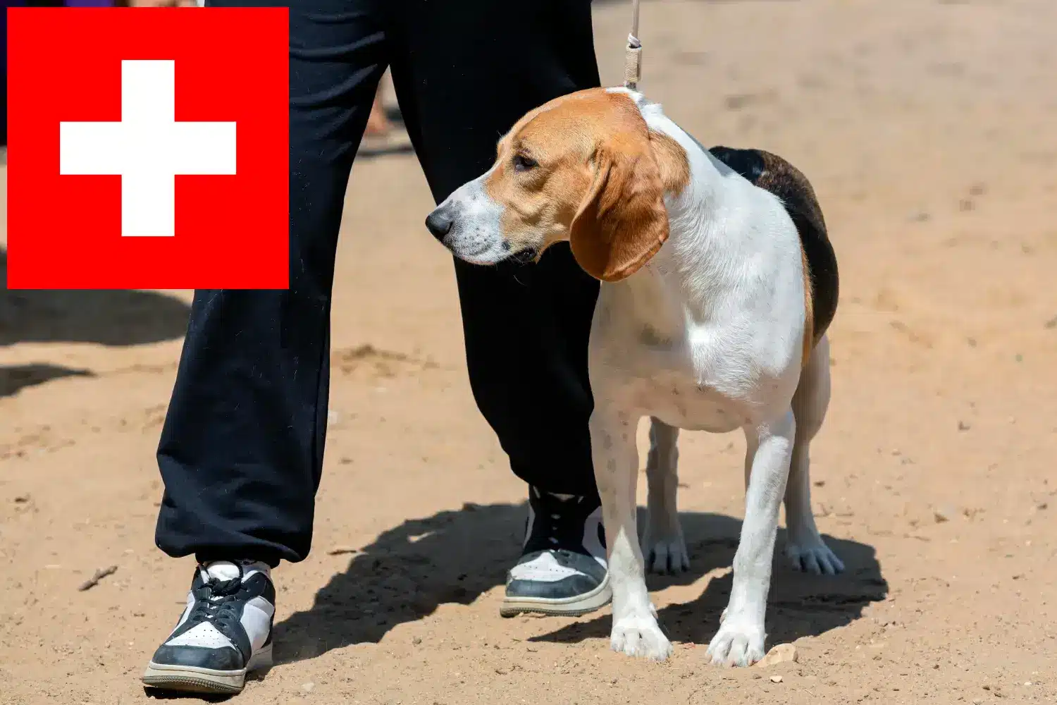 Read more about the article Criadores de cães das planícies suíças e cachorros na Suíça