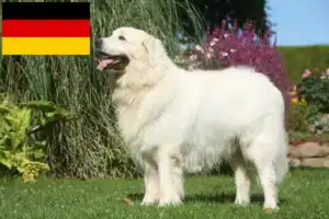 Read more about the article Criadores de Tatra Sheepdog e cachorros na Alemanha