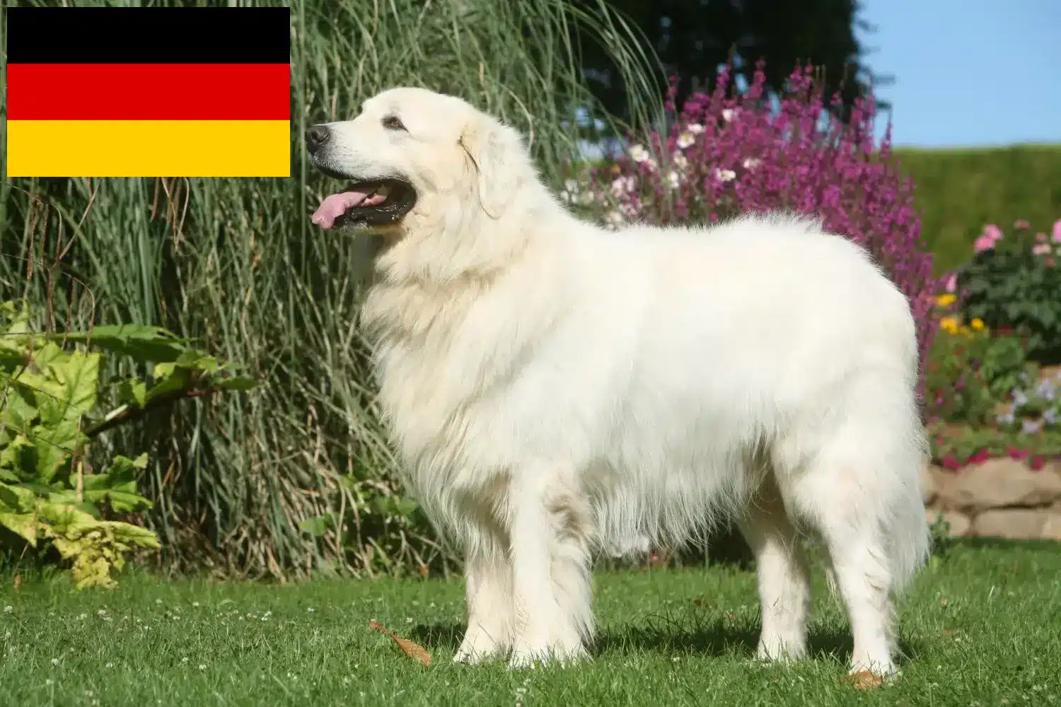 Read more about the article Criadores de Tatra Sheepdog e cachorros na Alemanha