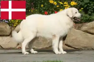Read more about the article Criadores de Tatra Sheepdog e cachorros na Dinamarca
