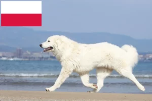 Read more about the article Criadores de Tatra Sheepdog e cachorros na Polónia