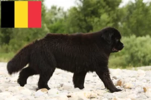 Read more about the article Criadores de Terra Nova e cachorros na Bélgica