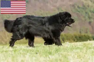 Read more about the article Criadores de Terra Nova e cachorros nos EUA
