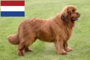 Read more about the article Criadores de Terra Nova e cachorros nos Países Baixos