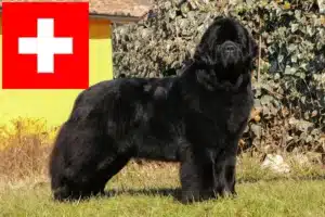 Read more about the article Criadores de Terra Nova e cachorros na Suíça