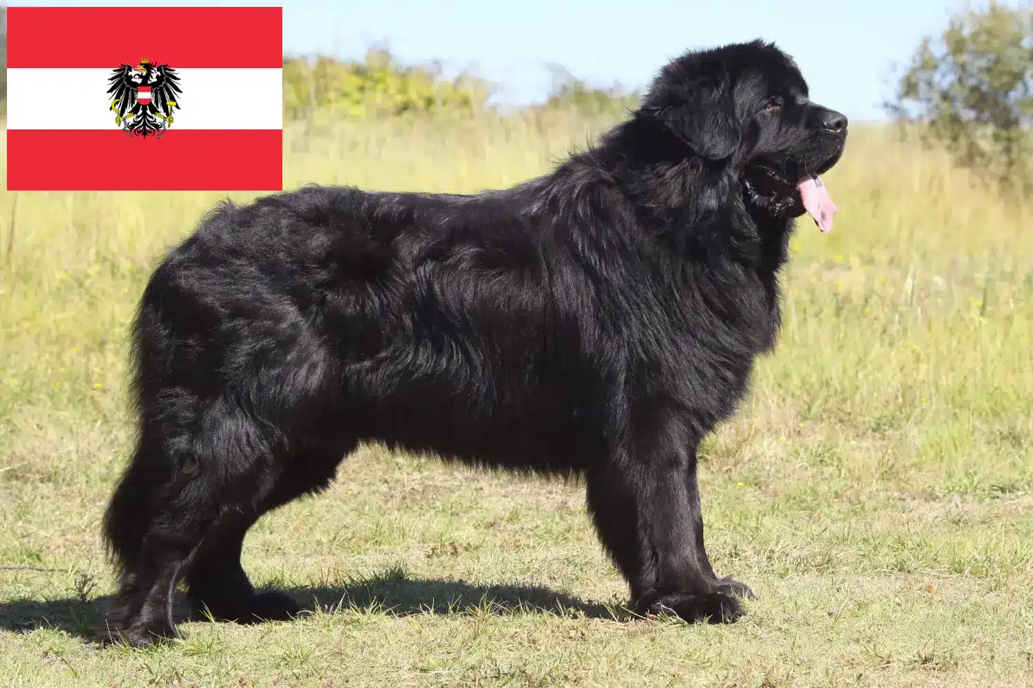 Cachorros e criadores de Terra Nova Áustria Aqui pode encontrar criadores de Terra Nova na Áustria.