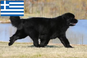 Read more about the article Criadores de Terra Nova e cachorros na Grécia