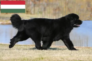 Read more about the article Criadores de Terra Nova e cachorros na Hungria