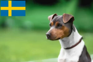Read more about the article Criador de Terrier brasileiro e cachorros na Suécia