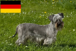 Read more about the article Criadores de Terrier checo e cachorros na Alemanha