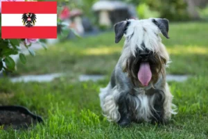 Read more about the article Criadores de Terrier checo e cachorros na Áustria