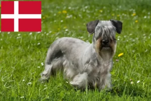 Read more about the article Criador de Terrier checo e cachorros na Dinamarca
