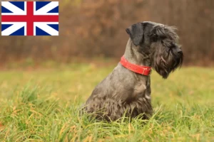 Read more about the article Criador de Terrier Checo e cachorros na Grã-Bretanha