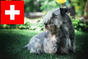 Read more about the article Criadores de Terrier Checo e cachorros na Suíça