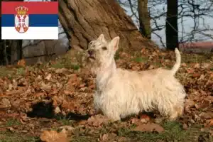 Read more about the article Criadores de Scottish Terrier e cachorros na Sérvia