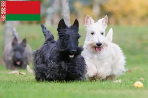 Read more about the article Criadores de Scottish Terrier e cachorros na Bielorrússia
