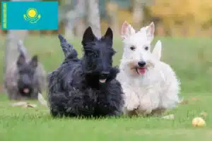 Read more about the article Criadores de Scottish Terrier e cachorros no Cazaquistão