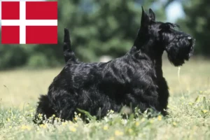 Read more about the article Criadores de Scottish Terrier e cachorros na Dinamarca