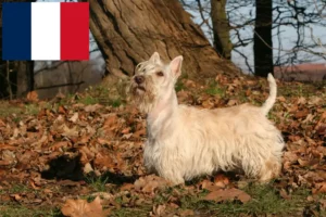 Read more about the article Criadores de Scottish Terrier e cachorros em França