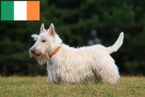 Read more about the article Criadores de Scottish Terrier e cachorros na Irlanda