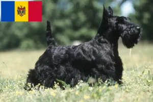 Read more about the article Criadores de Scottish Terrier e cachorros em Moldova