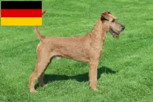Read more about the article Criadores de Irish Terrier e cachorros na Alemanha