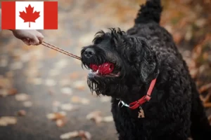 Read more about the article Criador de Russian Black Terrier e cachorros no Canadá