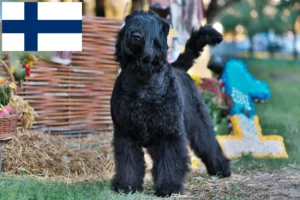 Read more about the article Criador de Russian Black Terrier e cachorros na Finlândia
