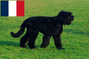Read more about the article Criador de Terrier Preto Russo e cachorros em França