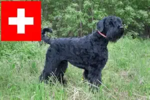 Read more about the article Criadores e cachorros de Russian Black Terrier na Suíça