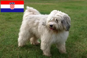 Read more about the article Criadores de Terrier tibetano e cachorros na Croácia