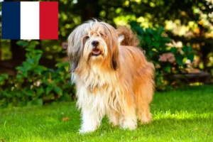 Read more about the article Criadores de Terrier tibetano e cachorros em França