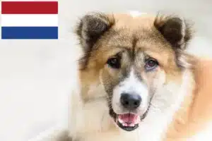 Read more about the article Thai Bangkaew Criadores de cães e cachorros nos Países Baixos