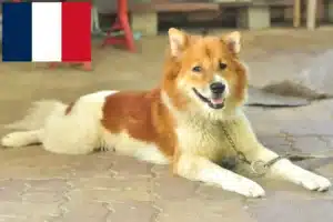Read more about the article Thai Bangkaew Criadores de cães e cachorros em França