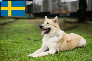 Read more about the article Thai Bangkaew Criador de cães e cachorros na Suécia