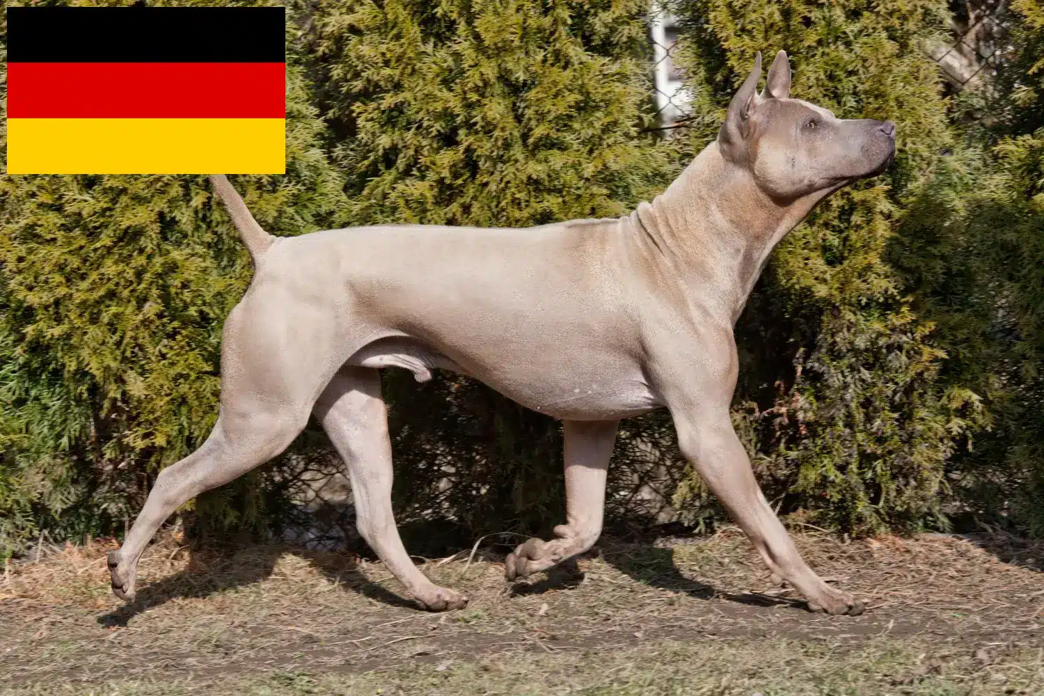Read more about the article Criadores de Thai Ridgeback e cachorros na Alemanha