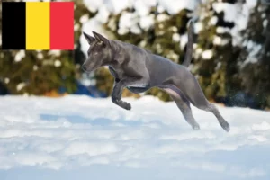 Read more about the article Criadores de Thai Ridgeback e cachorros na Bélgica