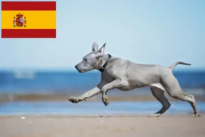 Read more about the article Criadores de Thai Ridgeback e cachorros em Espanha