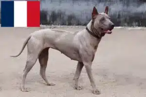 Read more about the article Criadores de Thai Ridgeback e cachorros em França
